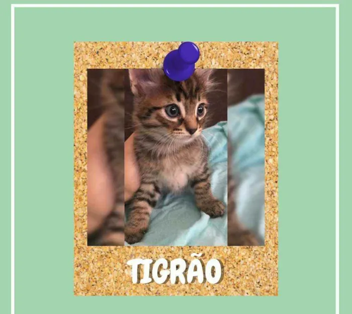Gato ra a srd idade Abaixo de 2 meses nome Tigrão