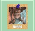 Tigrão