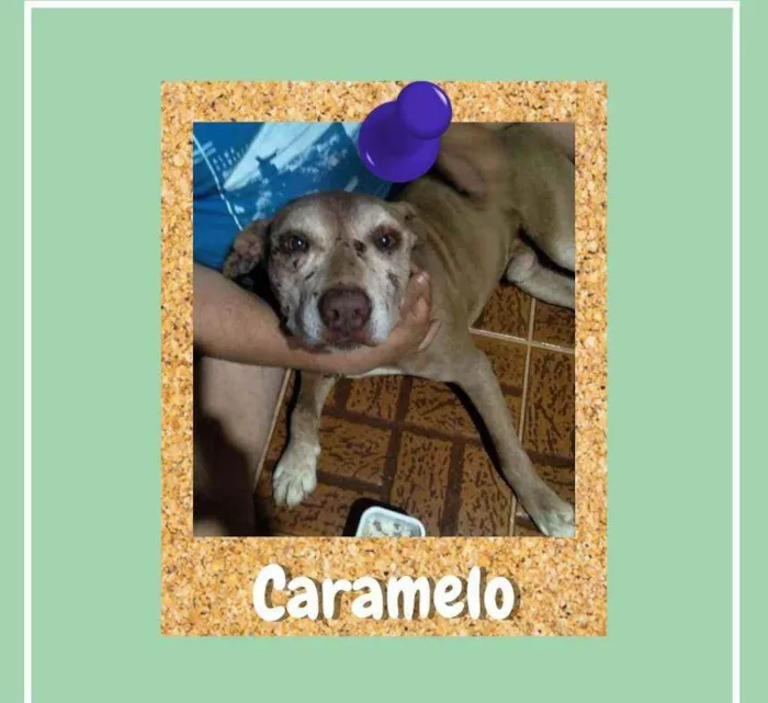Cachorro ra a srd idade 3 anos nome Caramelo