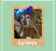 Caramelo