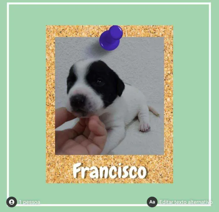 Cachorro ra a srd idade Abaixo de 2 meses nome Francisco