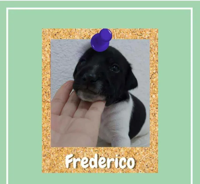 Cachorro ra a srd idade Abaixo de 2 meses nome Frederico