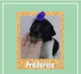 Frederico