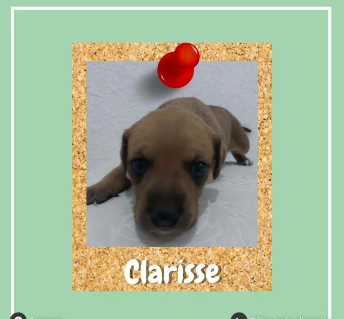 Cachorro ra a srd idade Abaixo de 2 meses nome Clarisse