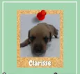Clarisse