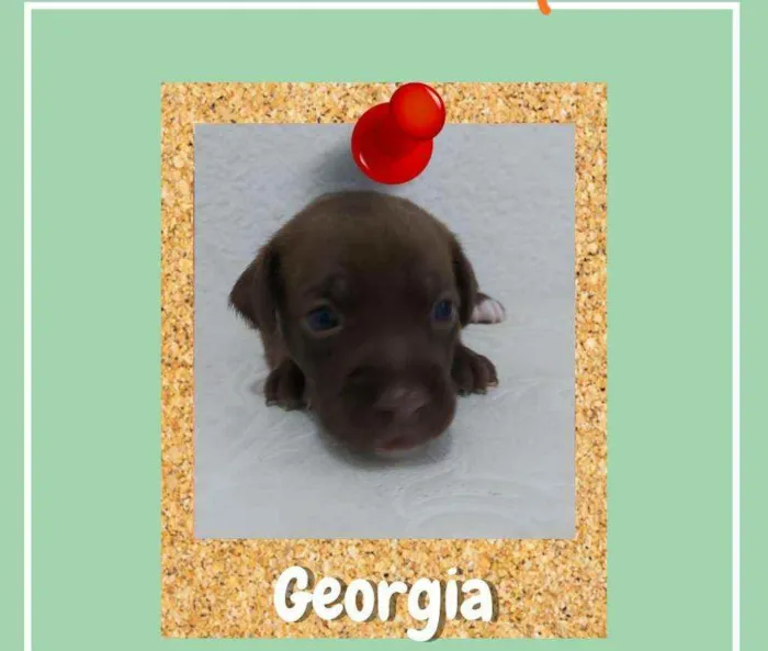 Cachorro ra a srd idade Abaixo de 2 meses nome Georgia