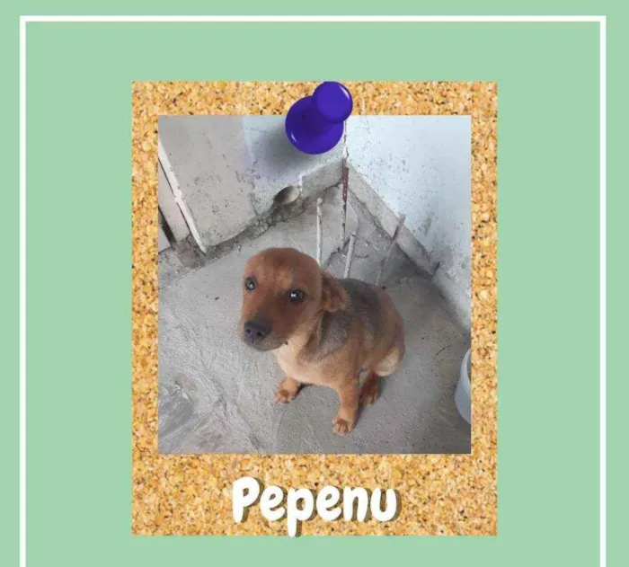 Cachorro ra a srd idade 2 a 6 meses nome Pepenu