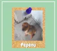 Pepenu