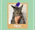 Varja