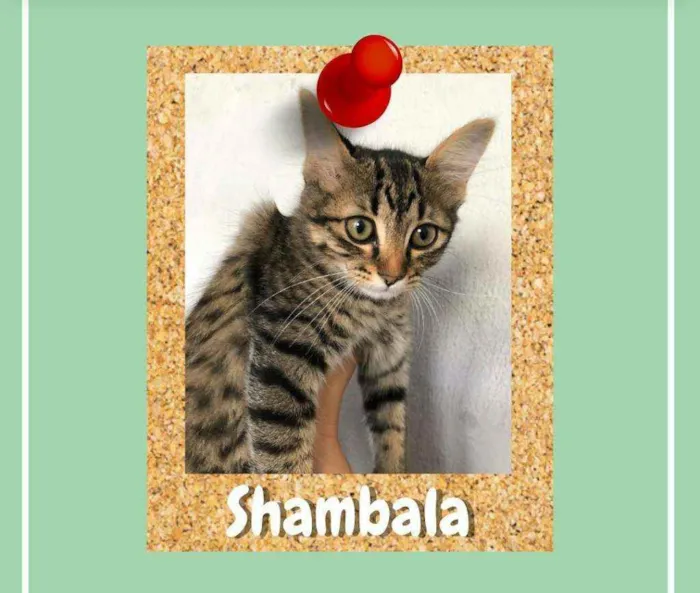Gato ra a srd idade 2 a 6 meses nome Shambala