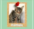 Shambala