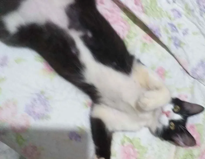 Gato ra a Srd idade 7 a 11 meses nome Sem nome