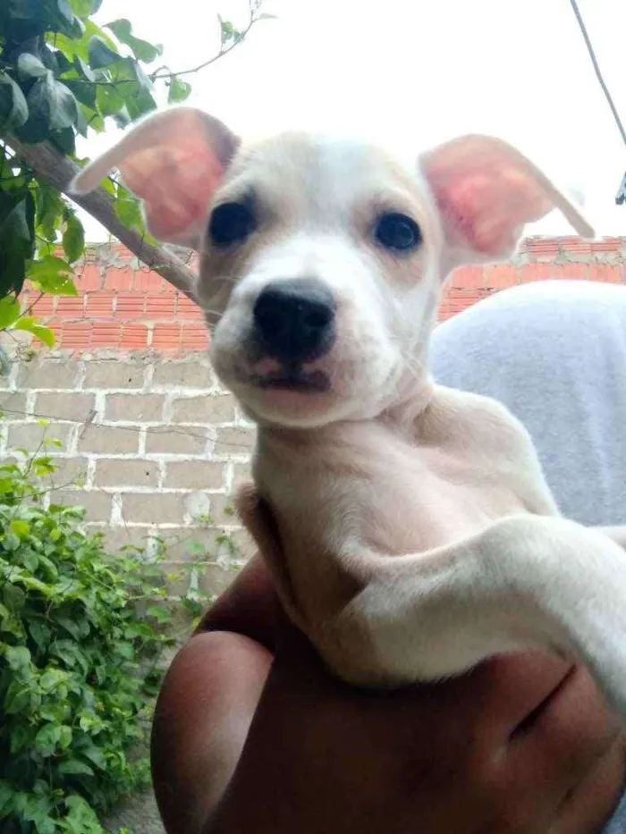 Cachorro ra a Vira lata idade  nome Sem nome 