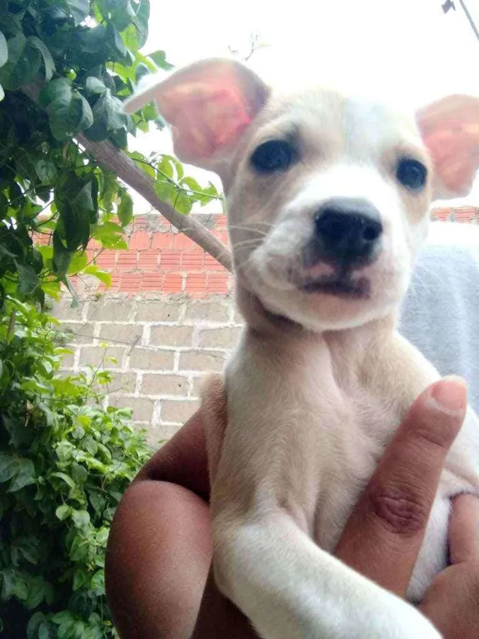 Cachorro ra a Vira lata idade  nome Sem nome 