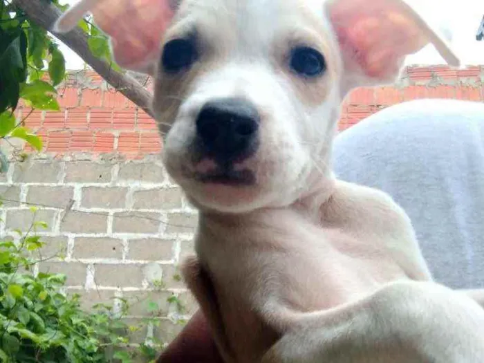 Cachorro ra a Vira lata idade  nome Sem nome 