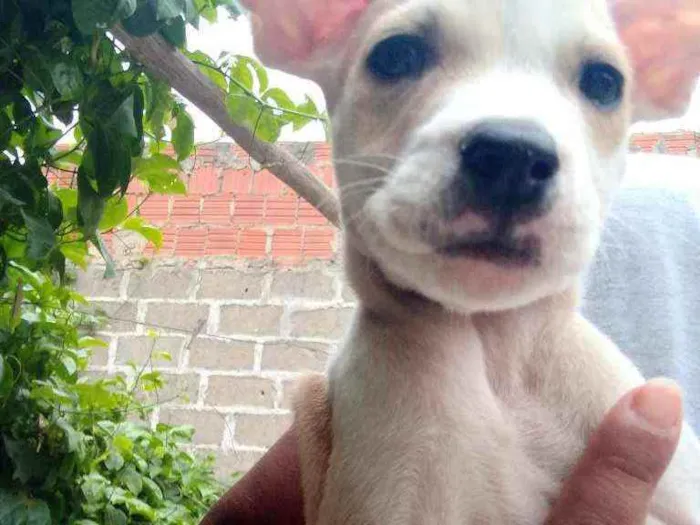 Cachorro ra a Vira lata idade  nome Sem nome 