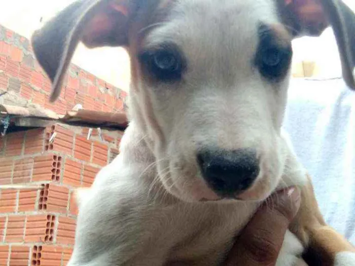 Cachorro ra a Vira lata idade Abaixo de 2 meses nome Sem nome 