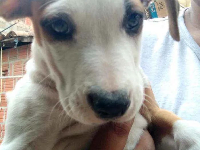 Cachorro ra a Vira lata idade Abaixo de 2 meses nome Sem nome 