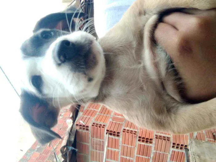 Cachorro ra a Vira lata idade Abaixo de 2 meses nome Sem nome 