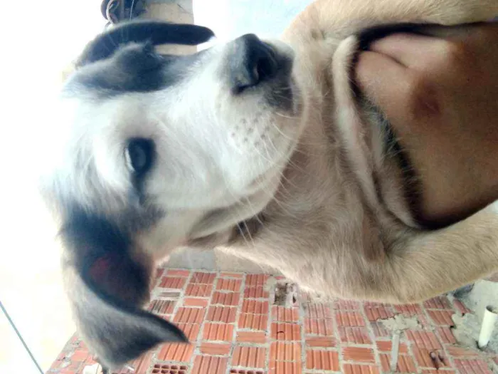 Cachorro ra a Vira lata idade Abaixo de 2 meses nome Sem nome 