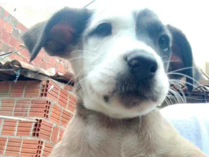 Cachorro ra a Vira lata idade Abaixo de 2 meses nome Sem nome 
