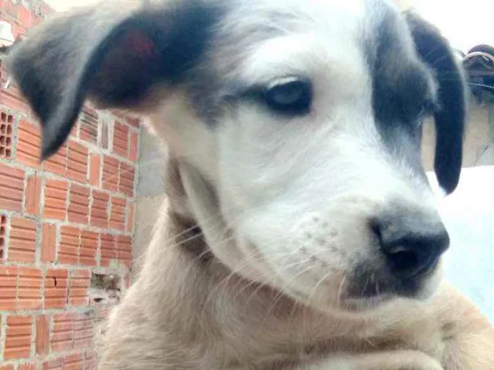 Cachorro ra a Vira lata idade Abaixo de 2 meses nome Sem nome 