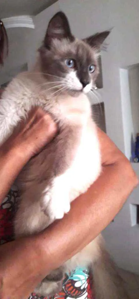 Gato ra a Srd idade 1 ano nome Yan