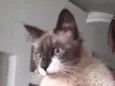 Yan