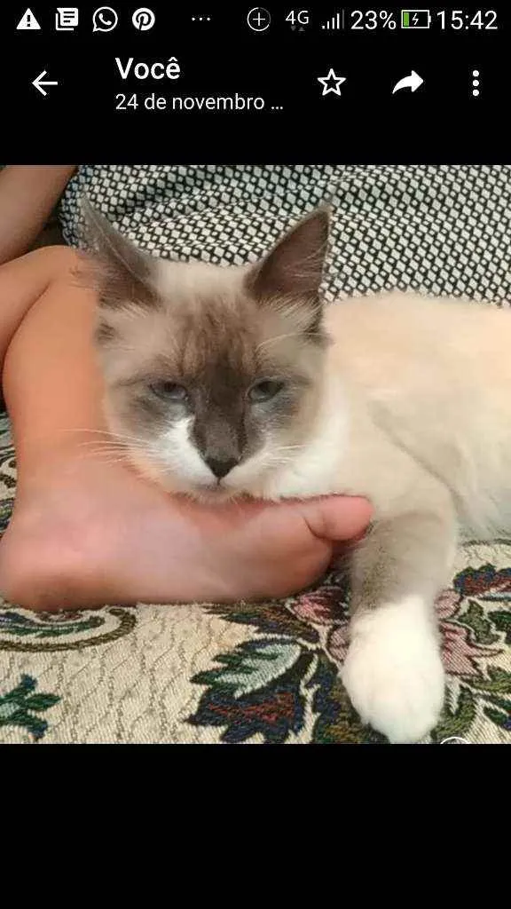Gato ra a Srd idade 1 ano nome Yan
