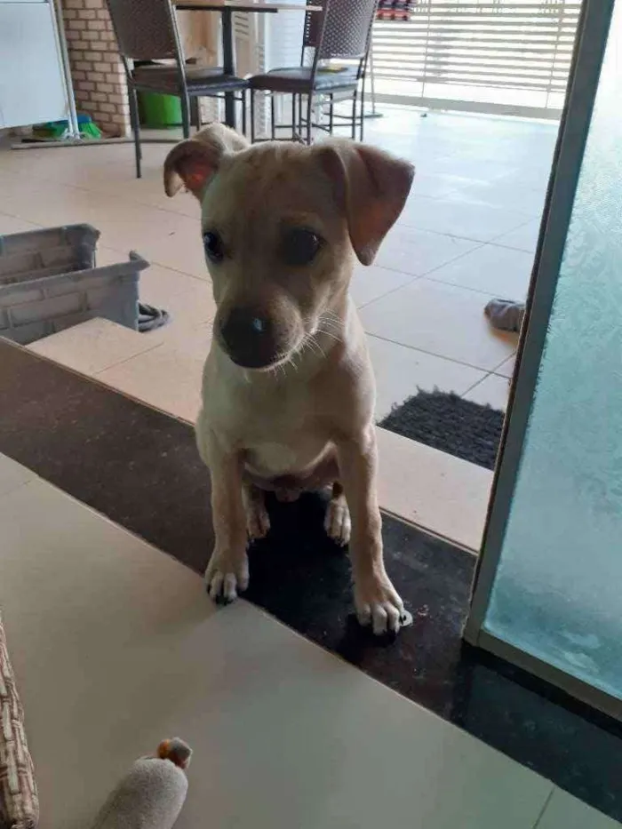 Cachorro raça Vira lata com labrador  idade 2 a 6 meses nome MADARA