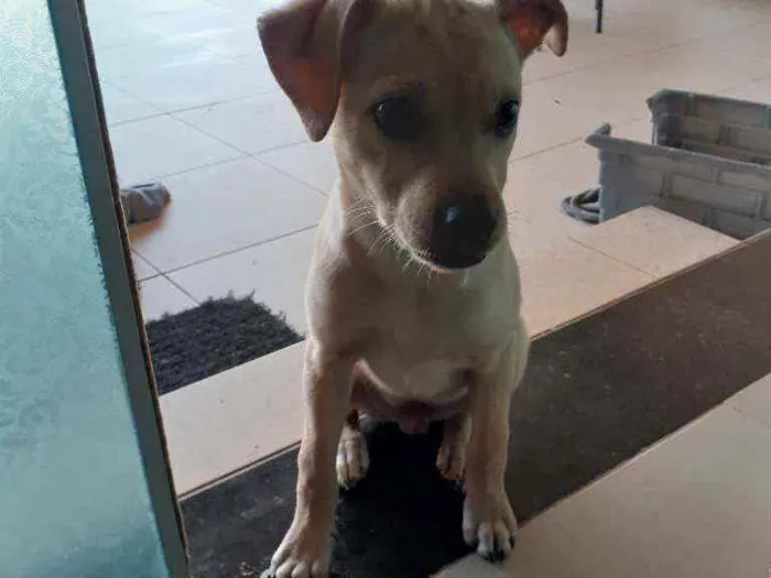 Cachorro raça Vira lata com labrador  idade 2 a 6 meses nome MADARA