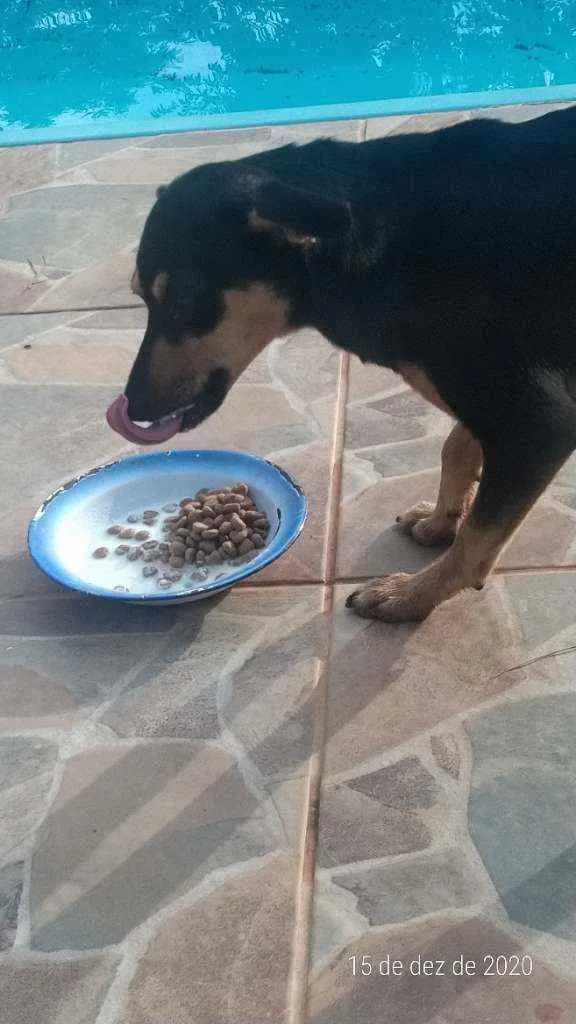 Cachorro ra a Vira lata idade 7 a 11 meses nome Lindinha