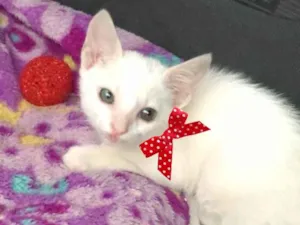 Gato raça SRD idade 2 a 6 meses nome Melissa 