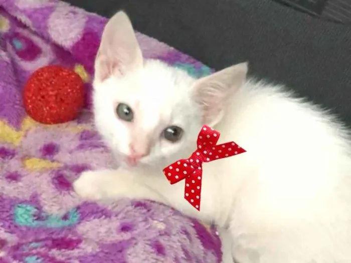 Gato ra a SRD idade 2 a 6 meses nome Melissa 