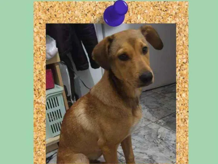 Cachorro ra a Marrom idade 2 a 6 meses nome Caramelo