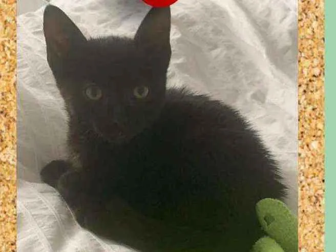 Gato ra a srd idade Abaixo de 2 meses nome Juju