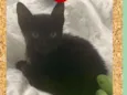 Juju