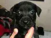 Cachorro ra a SRD-ViraLata idade 2 a 6 meses nome Bily
