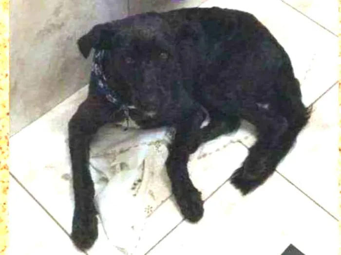 Cachorro ra a srd idade 3 anos nome Negão