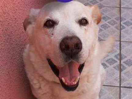 Cachorro ra a srd idade 5 anos nome Luck