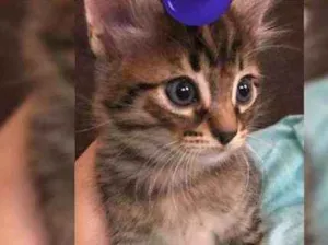 Gato raça srd idade Abaixo de 2 meses nome Tigrão