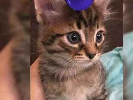 Gato ra a srd idade Abaixo de 2 meses nome Tigrão