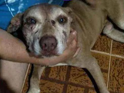 Cachorro ra a srd idade 3 anos nome Caramelo