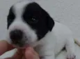 Francisco