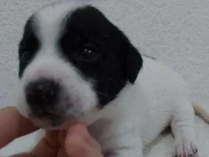 Cachorro raça srd idade Abaixo de 2 meses nome Francisco