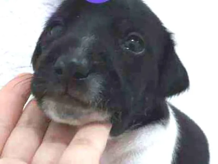 Cachorro ra a srd idade Abaixo de 2 meses nome Frederico