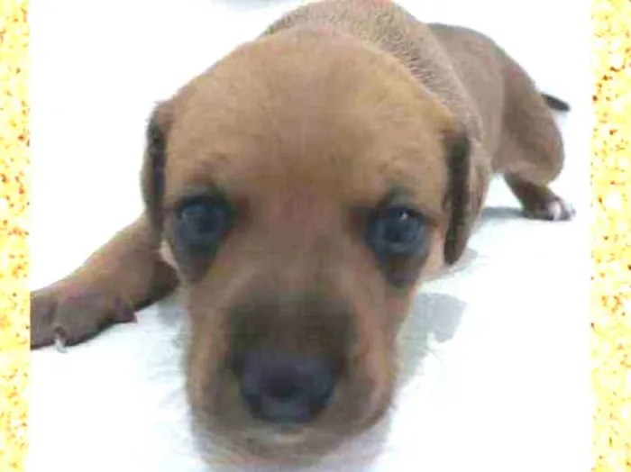 Cachorro ra a srd idade Abaixo de 2 meses nome Clarisse