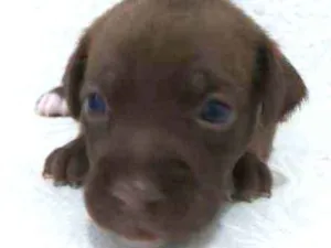 Cachorro raça srd idade Abaixo de 2 meses nome Georgia