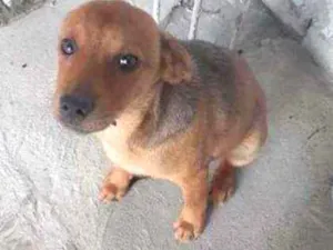Cachorro raça srd idade 2 a 6 meses nome Pepenu