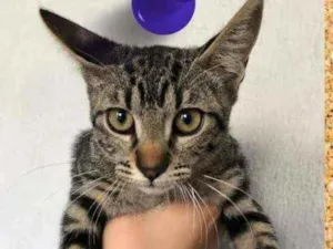 Gato raça srd idade 2 a 6 meses nome Varja